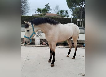 Appaloosa Mix, Gelding, 3 years, 15,1 hh, Dun