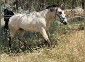 Appaloosa Mix, Gelding, 3 years, 15,1 hh, Dun