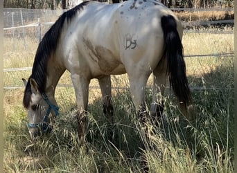 Appaloosa Mix, Gelding, 3 years, 15,1 hh, Dun