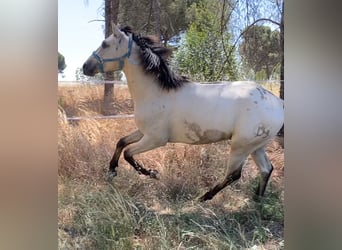 Appaloosa Mix, Gelding, 3 years, 15,1 hh, Dun