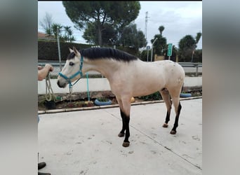 Appaloosa Mix, Gelding, 3 years, 15,1 hh, Dun