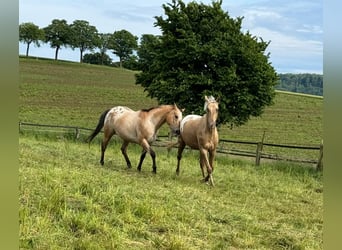 Appaloosa, Gelding, 3 years, 15,1 hh, Palomino