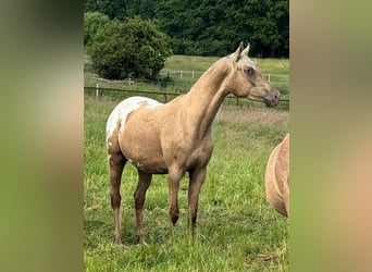 Appaloosa, Gelding, 3 years, 15,1 hh, Palomino