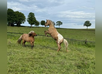 Appaloosa, Gelding, 3 years, 15,1 hh, Palomino