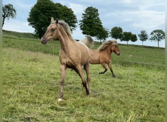Appaloosa, Gelding, 3 years, 15,1 hh, Palomino