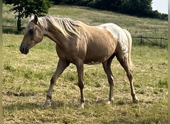 Appaloosa, Gelding, 3 years, 15,1 hh, Palomino