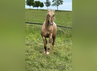 Appaloosa, Gelding, 3 years, 15,1 hh, Palomino