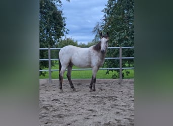 Appaloosa, Gelding, 3 years, 15,2 hh, Buckskin