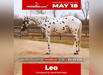 Appaloosa, Gelding, 3 years, Leopard-Piebald