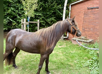 Appaloosa, Gelding, 4 years, 11.2 hh, Chestnut