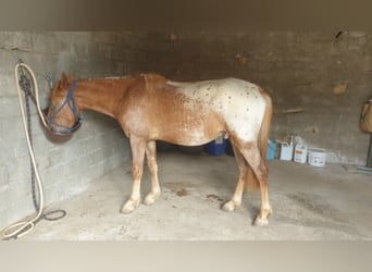 Appaloosa Mix, Gelding, 4 years, 13,2 hh, Leopard-Piebald
