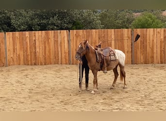 Appaloosa Mix, Gelding, 4 years, 13,2 hh, Leopard-Piebald