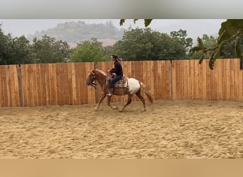 Appaloosa Mix, Gelding, 4 years, 13,2 hh, Leopard-Piebald