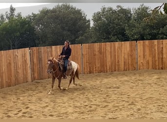Appaloosa Mix, Gelding, 4 years, 13,2 hh, Leopard-Piebald
