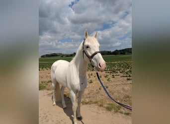 Appaloosa Mix, Gelding, 4 years, 14.1 hh, Leopard-Piebald