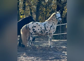 Appaloosa, Gelding, 4 years, 14.2 hh, Leopard-Piebald