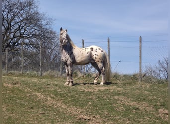 Appaloosa, Gelding, 4 years, 14.2 hh, Leopard-Piebald