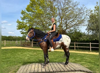 Appaloosa, Gelding, 4 years, 14.2 hh, Leopard-Piebald