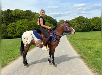 Appaloosa, Gelding, 4 years, 14.2 hh, Leopard-Piebald