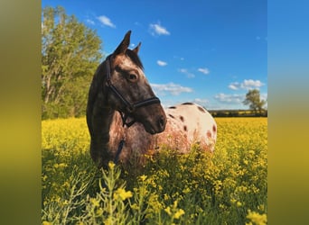 Appaloosa, Gelding, 4 years, 14.2 hh, Leopard-Piebald