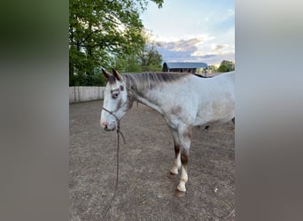 Appaloosa, Gelding, 4 years, 14.2 hh
