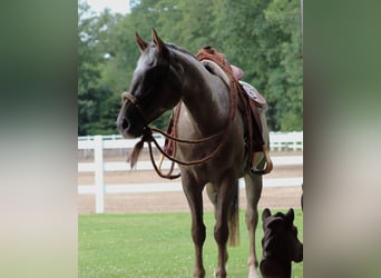 Appaloosa Mix, Gelding, 4 years, 14.3 hh, Roan-Red