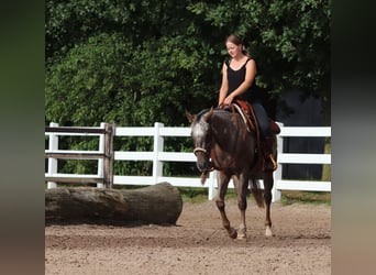Appaloosa Mix, Gelding, 4 years, 14.3 hh, Roan-Red
