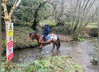 Appaloosa, Gelding, 4 years, 14,1 hh, Leopard-Piebald