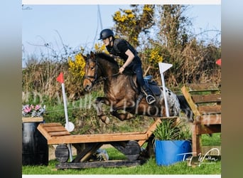 Appaloosa, Gelding, 4 years, 14,1 hh, Leopard-Piebald