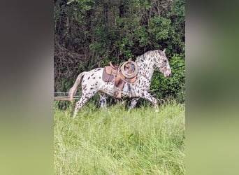 Appaloosa, Gelding, 4 years, 14,3 hh, Leopard-Piebald