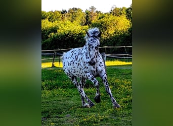 Appaloosa, Gelding, 4 years, 14,3 hh, Leopard-Piebald