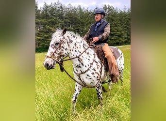 Appaloosa, Gelding, 4 years, 14,3 hh, Leopard-Piebald