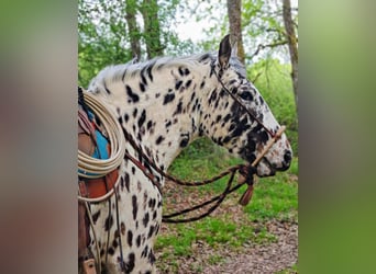 Appaloosa, Gelding, 4 years, 14,3 hh, Leopard-Piebald