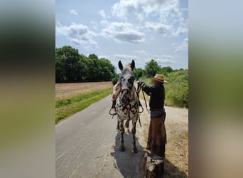 Appaloosa, Gelding, 4 years, 14,3 hh, Leopard-Piebald