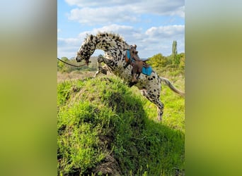 Appaloosa, Gelding, 4 years, 14,3 hh, Leopard-Piebald