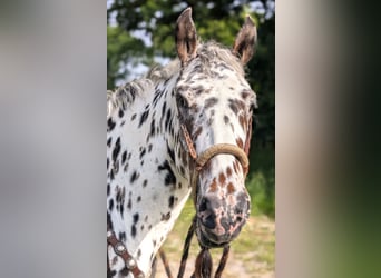 Appaloosa, Gelding, 4 years, 14,3 hh, Leopard-Piebald