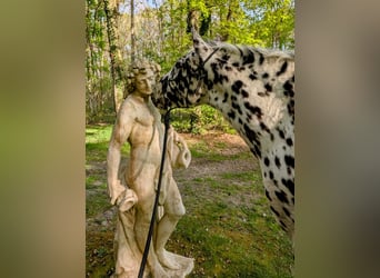 Appaloosa, Gelding, 4 years, 14,3 hh, Leopard-Piebald