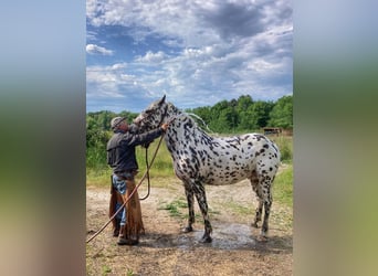 Appaloosa, Gelding, 4 years, 14,3 hh, Leopard-Piebald