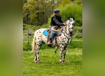 Appaloosa, Gelding, 4 years, 14,3 hh, Leopard-Piebald