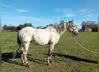 Appaloosa, Gelding, 4 years, 15.1 hh, Buckskin