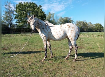 Appaloosa, Gelding, 4 years, 15.1 hh, Buckskin