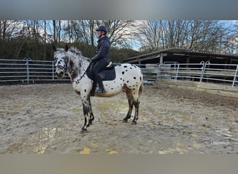 Appaloosa Mix, Gelding, 4 years, 15,1 hh, Leopard-Piebald