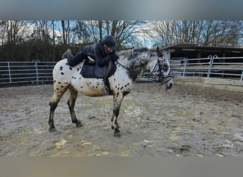 Appaloosa Mix, Gelding, 4 years, 15,1 hh, Leopard-Piebald