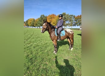 Appaloosa Mix, Gelding, 4 years, 15,2 hh, Leopard-Piebald