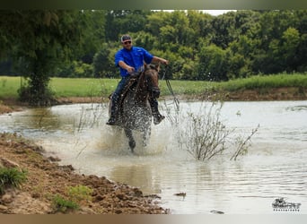 Appaloosa, Gelding, 4 years, 15,3 hh