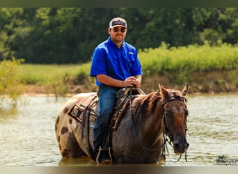 Appaloosa, Gelding, 4 years, 15,3 hh