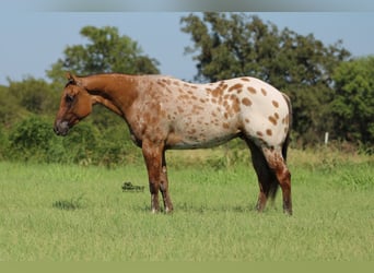 Appaloosa, Gelding, 4 years, 15,3 hh