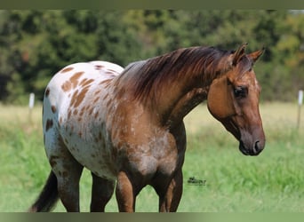 Appaloosa, Gelding, 4 years, 15,3 hh