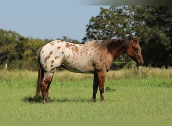 Appaloosa, Gelding, 4 years, 15.3 hh