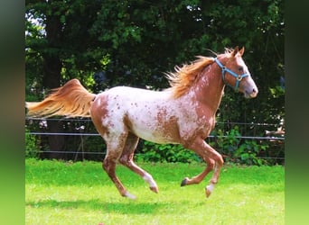 Appaloosa, Gelding, 4 years, 15 hh, Chestnut-Red